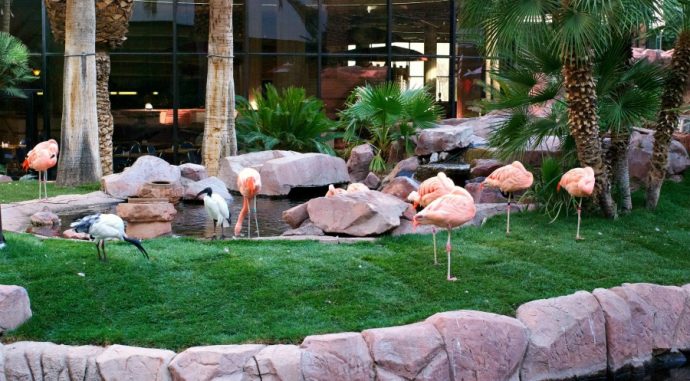 Check out the Wildlife Habitat at Flamingo Hotel for one of the favorite Free Things To Do In Las Vegas With Kids.